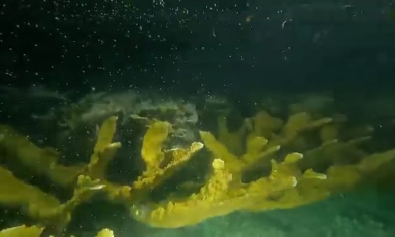 Documentan en Cozumel desove inédito de coral en arrecifes