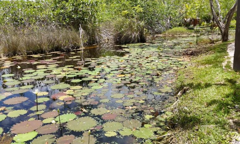 Descartan presencia de ameba comecerebros en Quintana Roo