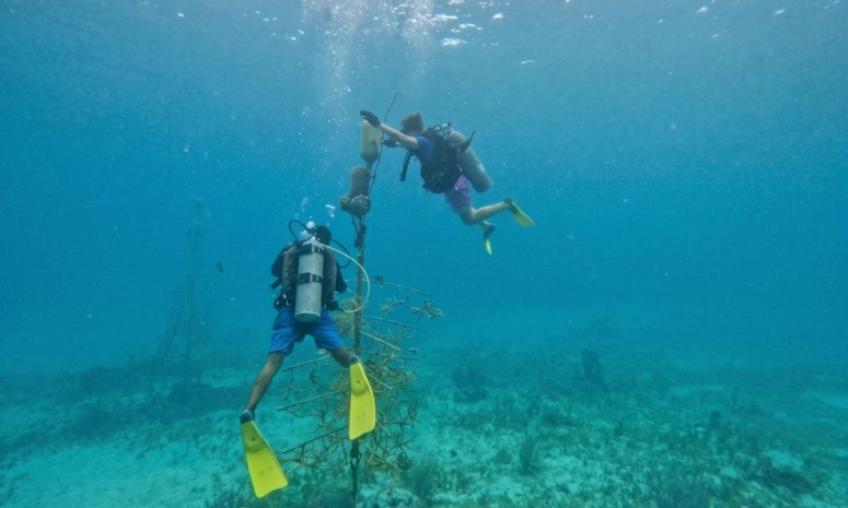 Restauran mil 500 fragmentos de coral en Chankanaab e invitan a voluntarios