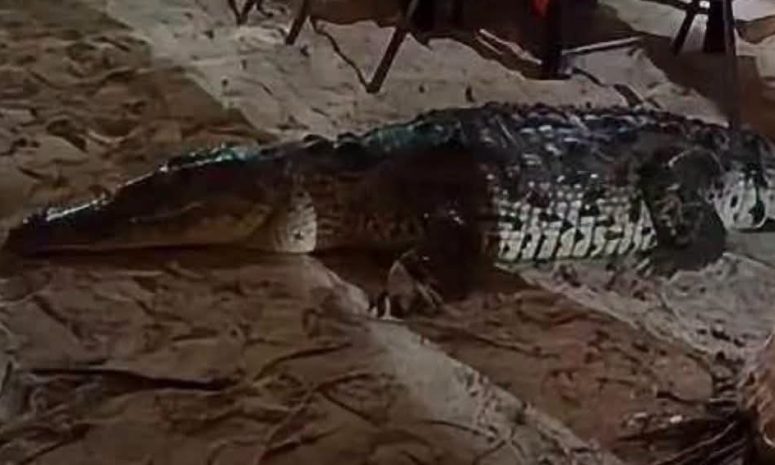 Cocodrilos se acercan a la ciudad: Cozumel prende las alertas