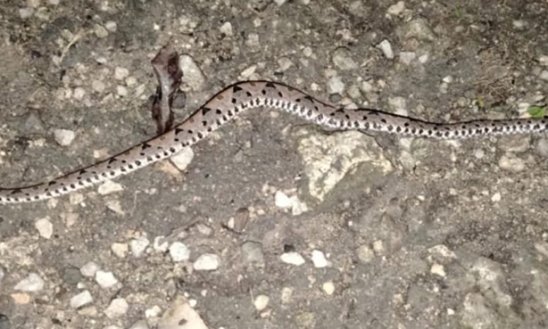 Sale por cena y termina mordida por serpiente venenosa en Bacalar