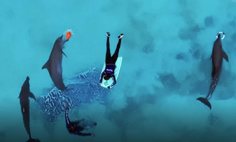 Muere Mincho en polémico delfinario de Cancún