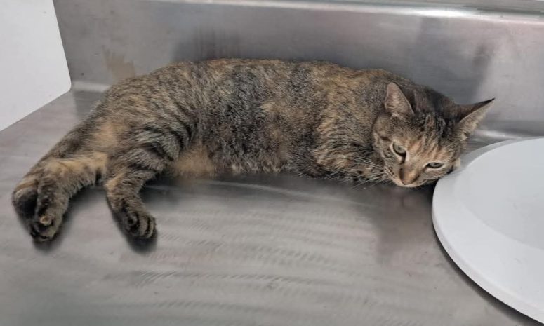 Sida felino: el virus que amenaza a los gatos, pero no a tu familia