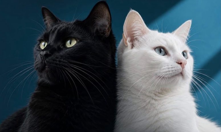 ¡A cuidar a los michis! Gatos enfrentan riesgo durante octubre
