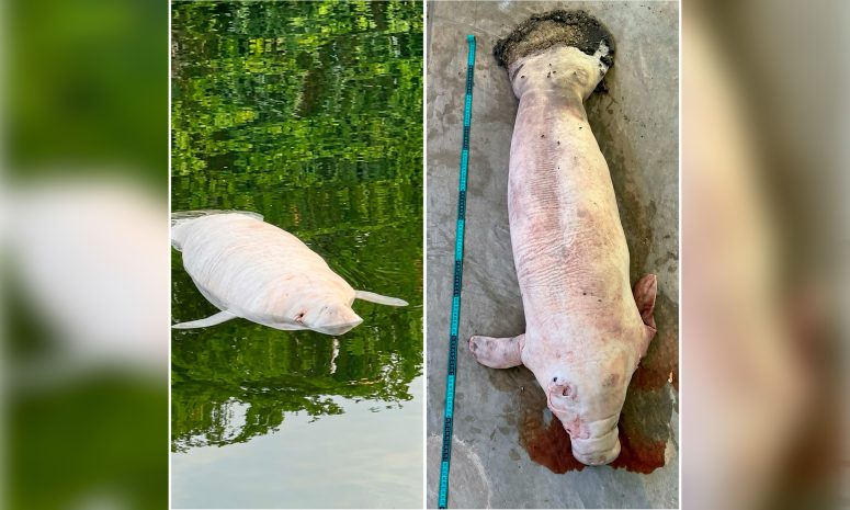 Muere manatí bebé tras ser embestido por una embarcación en Río Hondo