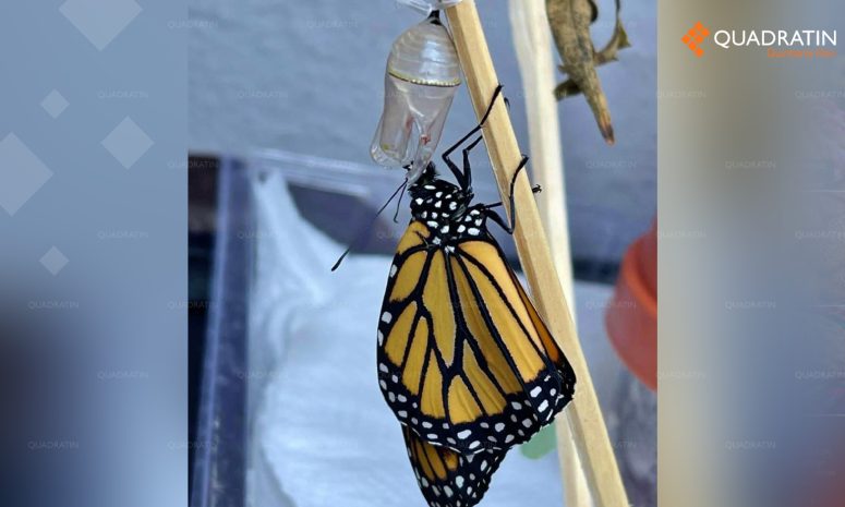Llegan las primeras mariposas monarca a Cozumel de la temporada migratoria