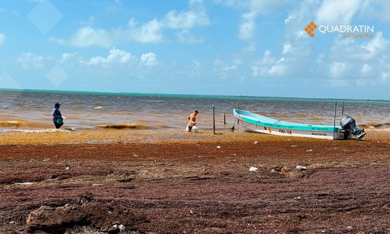Pescarán sargazo en el mar; Quintana Roo alista nueva pesquería