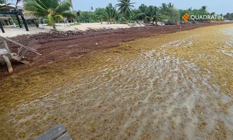 Proponen tecnología para reducir 85% el peso del sargazo en Quintana Roo