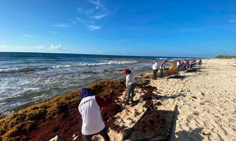 Basura y sargazo, trampa mortal para tortugas marinas en Cozumel